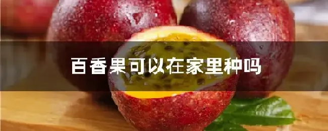 百香果可以在家里种吗