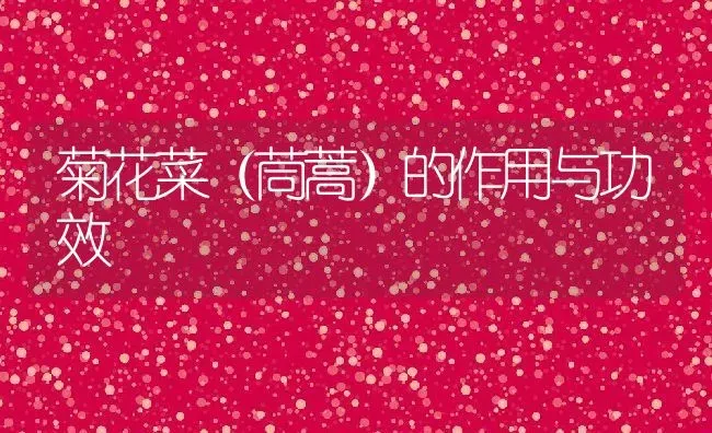 菊花菜（茼蒿）的作用与功效 | 养殖资料投稿