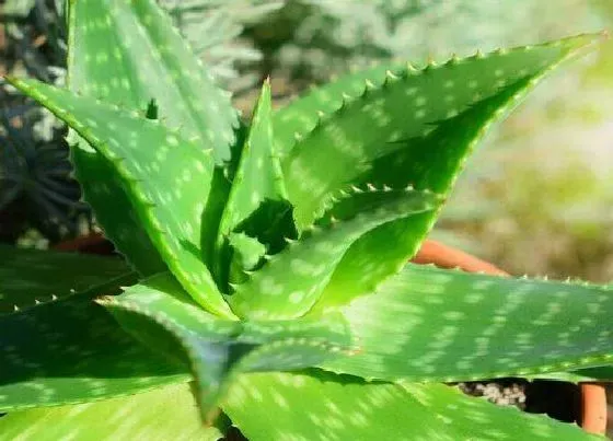 种植前景|种植芦荟赚钱吗 种植前景和利润如何
