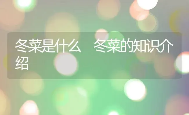 冬菜是什么 冬菜的知识介绍 | 养殖资料投稿
