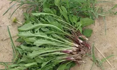 蒲公英草有什么药用价值 蒲公英草的功效与作用