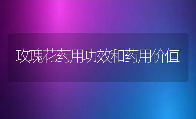 玫瑰花药用功效和药用价值 | 养殖资料投稿