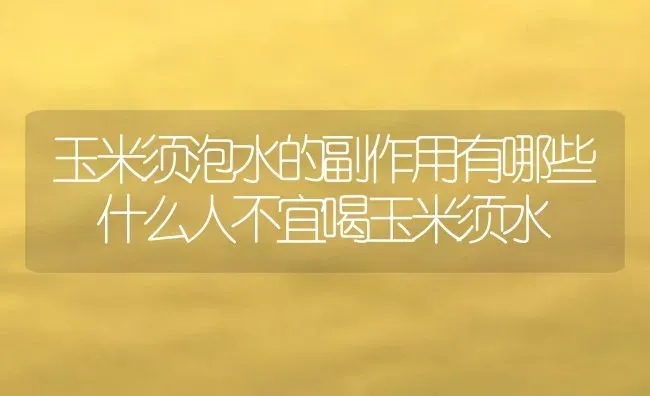 玉米须泡水的副作用有哪些 什么人不宜喝玉米须水 | 养殖资料投稿