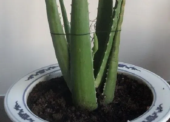 种植前景|种植芦荟赚钱吗 种植前景和利润如何