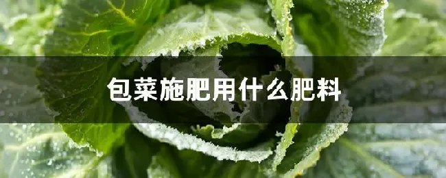 包菜施肥用什么肥料