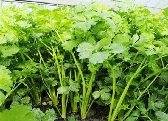 蔬菜|冬季适合种植什么蔬菜 适宜冬天栽种蔬菜