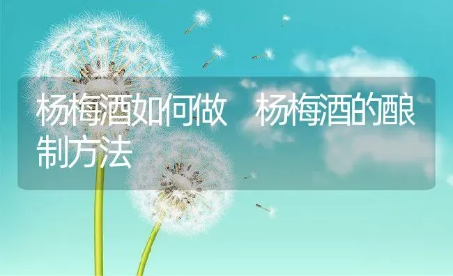 杨梅酒如何做 杨梅酒的酿制方法 | 养殖资料投稿