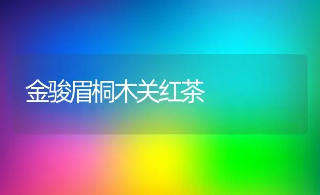 金骏眉桐木关红茶 | 养殖资料投稿