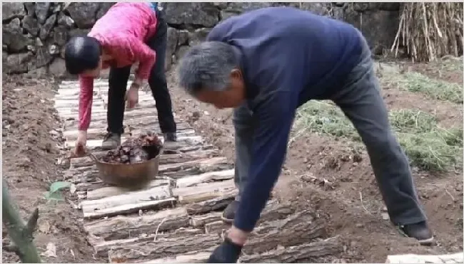 中药材种植技术 种植什么中药材最赚钱？ | 农业养殖资讯