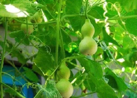 种植前景|葫芦种植条件 适合的生长条件