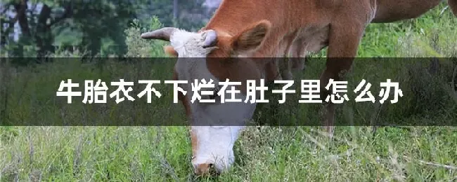 牛胎衣不下烂在肚子里怎么办