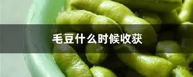 毛豆什么时候收获