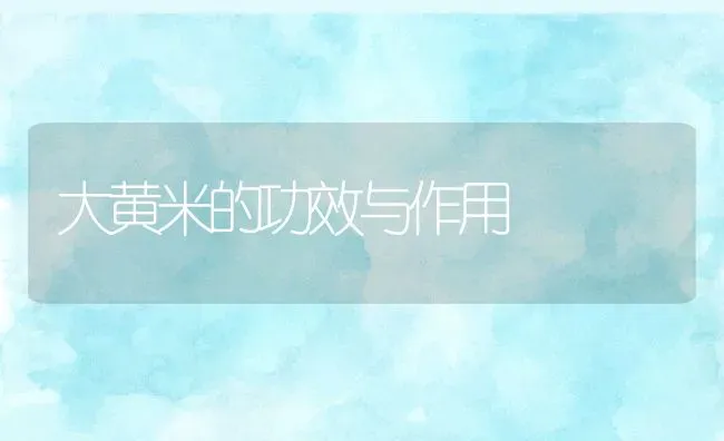 大黄米的功效与作用 | 养殖资讯