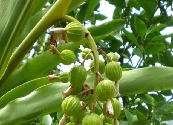 种植前景|砂仁种植条件 栽种环境与效益