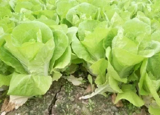 蔬菜|冬季适合种植什么蔬菜 适宜冬天栽种蔬菜