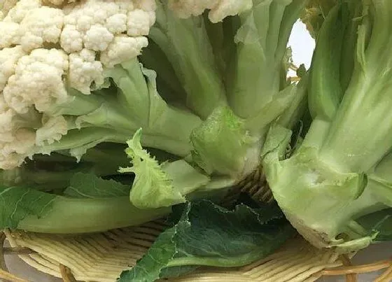 蔬菜|菜花是什么菜