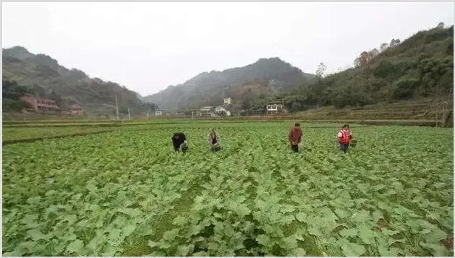 农村现在做什么最赚钱 | 致富养殖项目