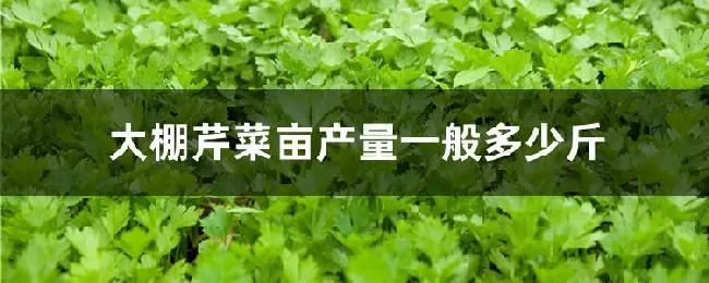 大棚芹菜亩产量一般多少斤