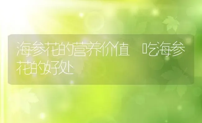 海参花的营养价值 吃海参花的好处 | 养殖资料投稿