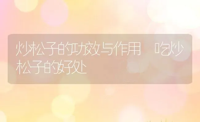 炒松子的功效与作用 吃炒松子的好处 | 养殖资料投稿
