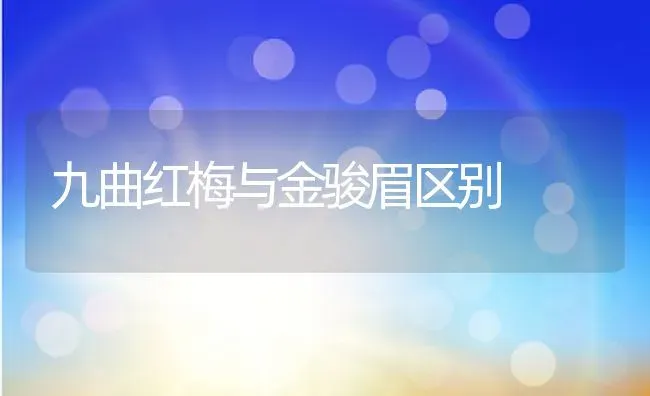九曲红梅与金骏眉区别 | 养殖资料投稿