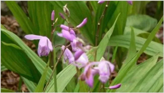 白芨种植前景如何？白芨栽培技术及病虫害防治措施介绍 | 养殖赚钱项目