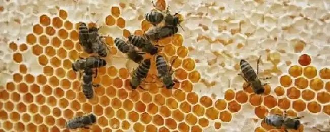 刚收的中蜂没有蜂王怎么办?