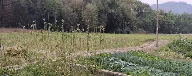 香菜的种植方法及季节