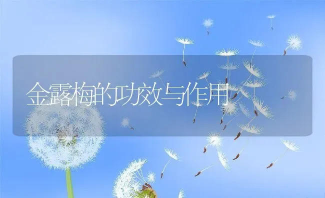 金露梅的功效与作用 | 养殖资料投稿