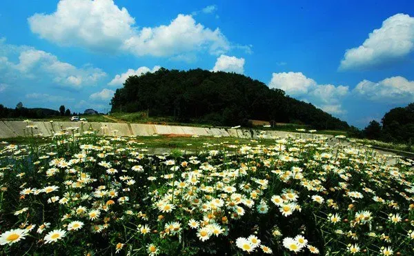 洋甘菊的花语是什么？洋甘菊的寓意和象征