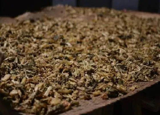 蔬菜|梅干菜和芽菜是一种菜吗