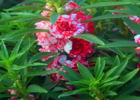 养花|六月份适合种什么花卉植物容易成活
