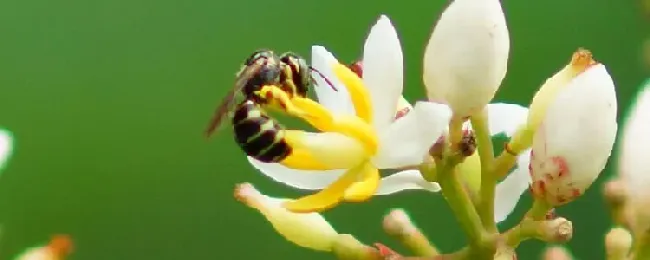 葫芦蜂喂什么筑巢快？