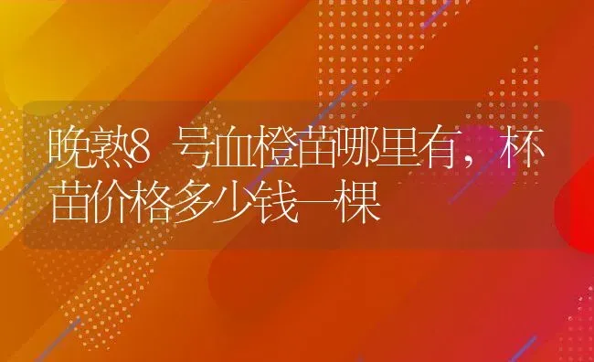 晚熟8号血橙苗哪里有,杯苗价格多少钱一棵 | 养殖资讯