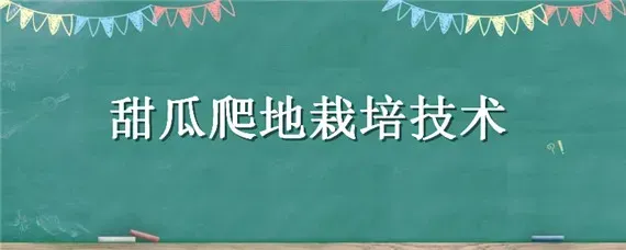 甜瓜爬地栽培技术