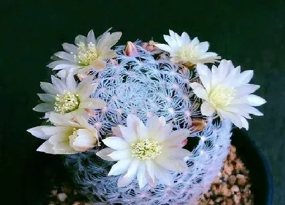 养花|六月份适合种什么花卉植物容易成活