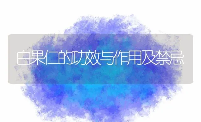 白果仁的功效与作用及禁忌 | 养殖资料投稿