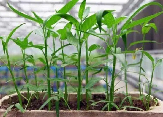 种菜|草木灰适合种什么菜 适合用草木灰种的蔬菜