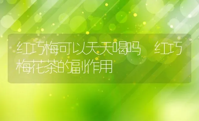 红巧梅可以天天喝吗 红巧梅花茶的副作用 | 养殖资料投稿