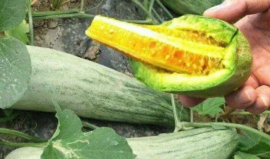 为什么吃羊角蜜拉肚子？