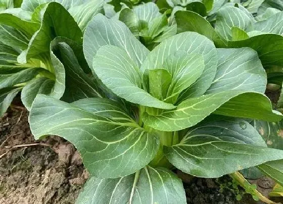 种菜|夏天大棚适合种什么蔬菜