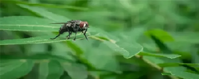 苍蝇怕什么植物