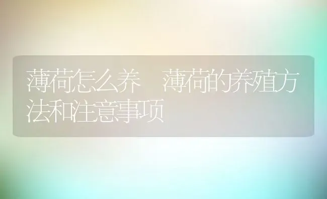 薄荷怎么养 薄荷的养殖方法和注意事项 | 养殖资料投稿