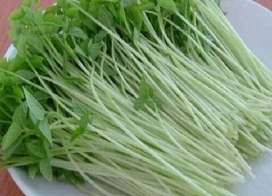 蔬菜|梅干菜和芽菜是一种菜吗