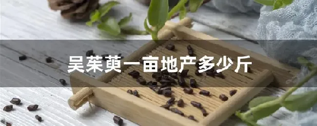 吴茱萸一亩地产多少斤