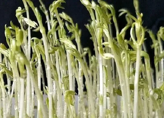 蔬菜|梅干菜和芽菜是一种菜吗