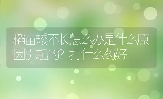 稻苗矮不长怎么办是什么原因引起的？打什么药好 | 养殖资讯