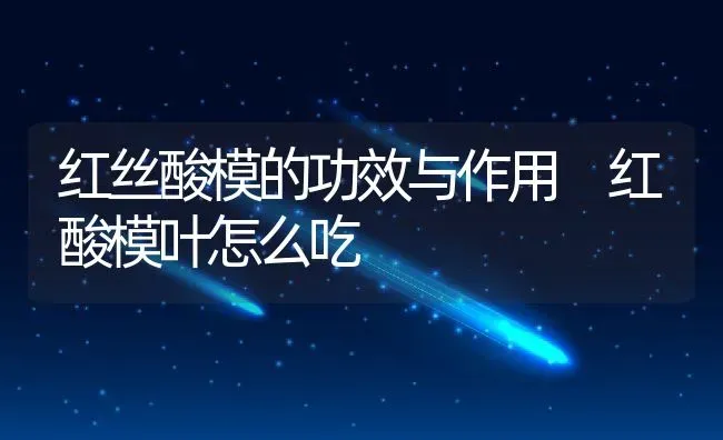 红丝酸模的功效与作用 红酸模叶怎么吃 | 养殖资料投稿
