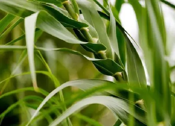 种植前景|芦竹亩产量多少斤