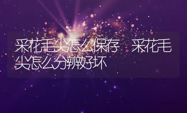 采花毛尖怎么保存 采花毛尖怎么分辨好坏 | 养殖资料投稿